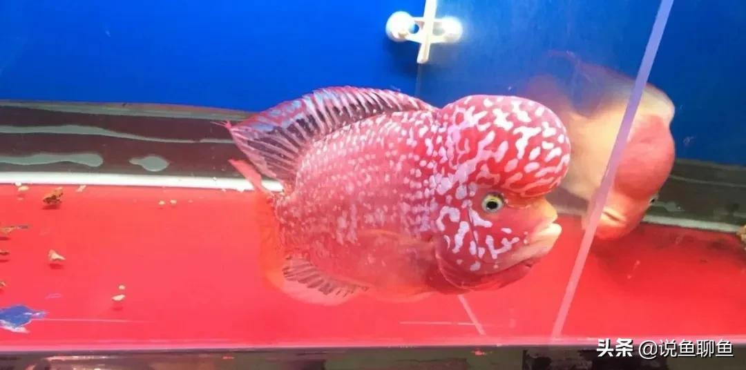 罗汉鱼蹭缸用什么药,罗汉鱼蹭缸抖动怎么回事