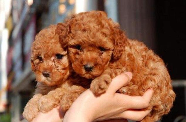 纯种泰迪犬性格及介绍,纯种泰迪犬串串