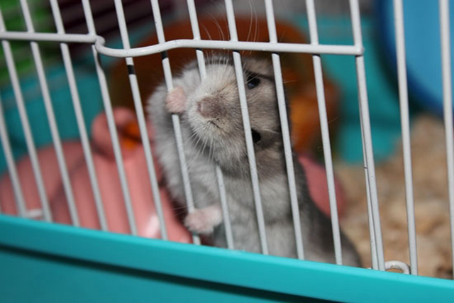 仓鼠用什么东西能做磨牙棒更省钱,如何给仓鼠做磨牙棒无五谷粉