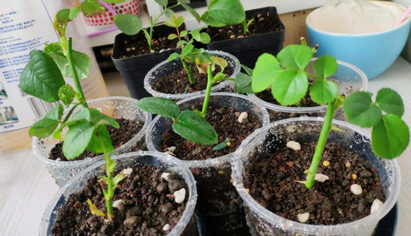 扦插月季要用生根粉泡多久,生根粉兑水扦插月季