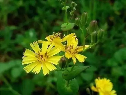 农村常见野花野草,这些野菜农村随处见