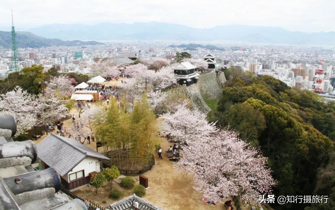 日本樱花季是八月几号,2020年日本樱花花期表