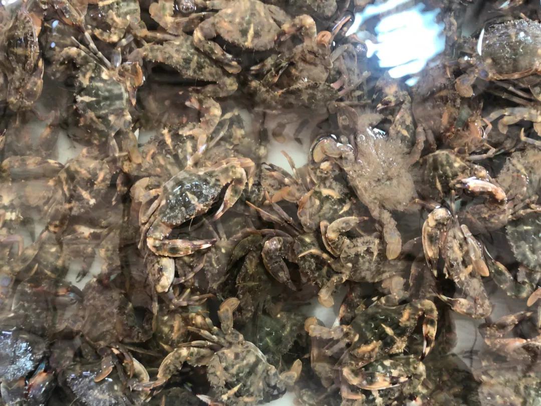 威海100元一斤的海鲜,六月份威海海鲜价格