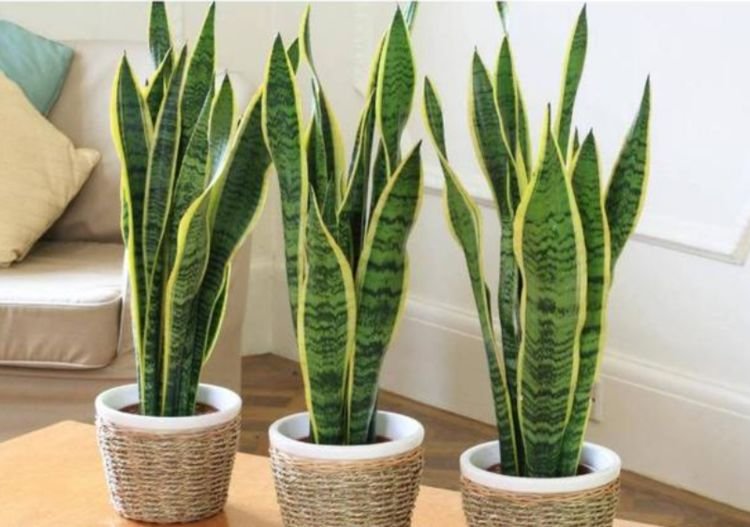 什么植物养不死可以净化空气,家里养这2种花净化空气带来好运