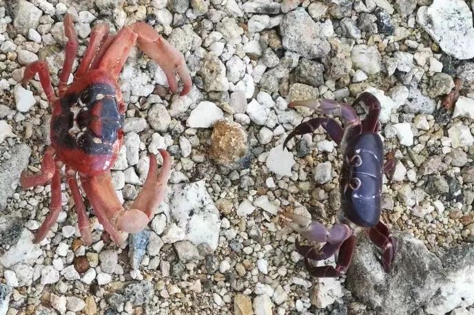 听说过网红猫岛、猪岛，见识过真正硬核的“蟹岛”吗？