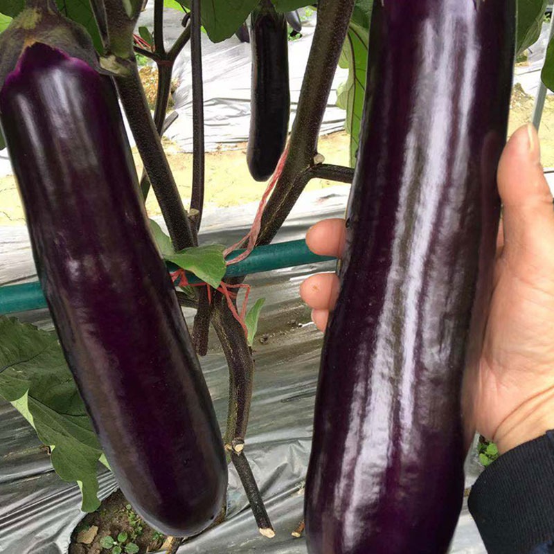 好品种本地茄子种,什么牌子的茄子种高产