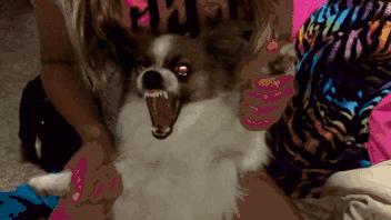 恶意传播狂犬病毒,史上最致命的病毒狂犬病毒