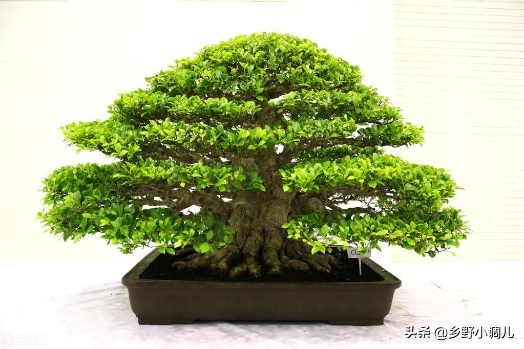 榕树叶子发黄掉叶是怎么回事,大榕树叶子发黄掉叶是怎么回事