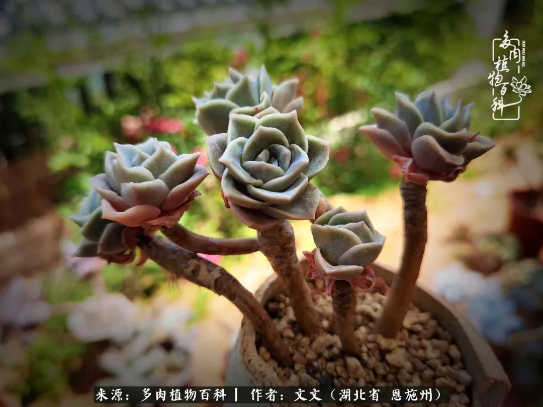 夏季多肉花园图片,初夏多肉花园