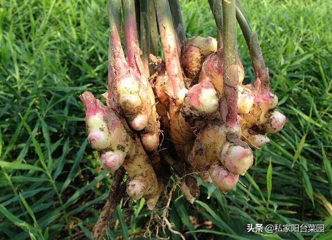 阳台种上辣椒和生姜，不用出门买，随摘随吃