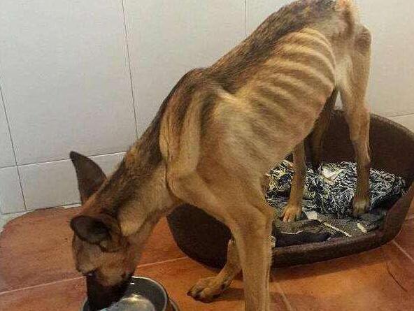 狗狗表现这几个症状离死亡不远,狗狗睾丸病变