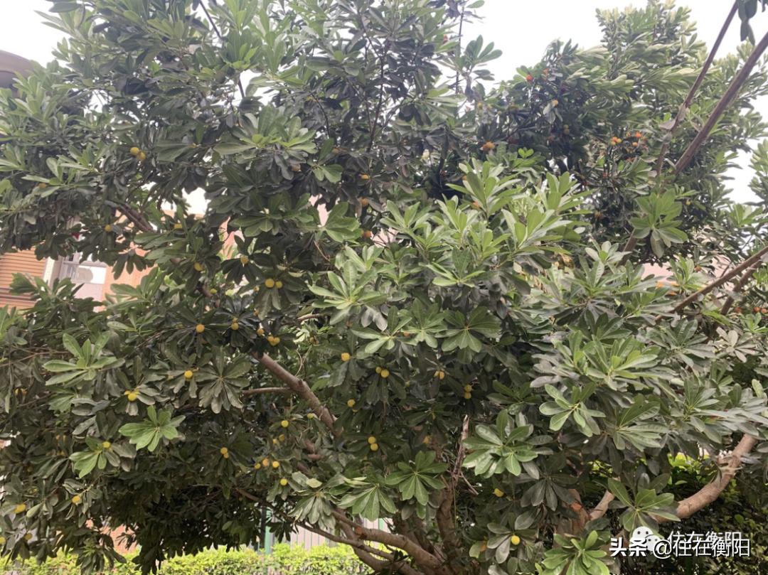 鉴盘②丨碧桂园入衡首盘,五星级的家兑现了吗?