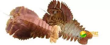 舟山海鲜代加工攻略,最全舟山海鲜攻略