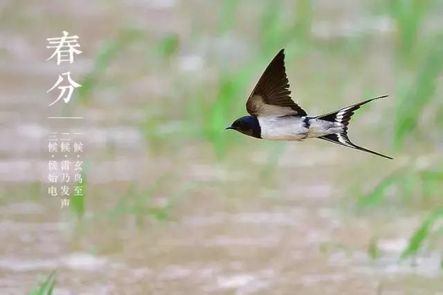 春风最美的时光,春分最美时间