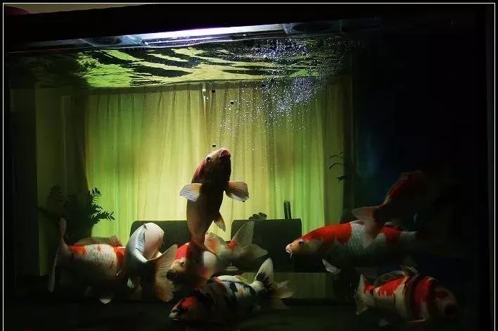 缸养锦鲤经济实惠,缸养锦鲤建议