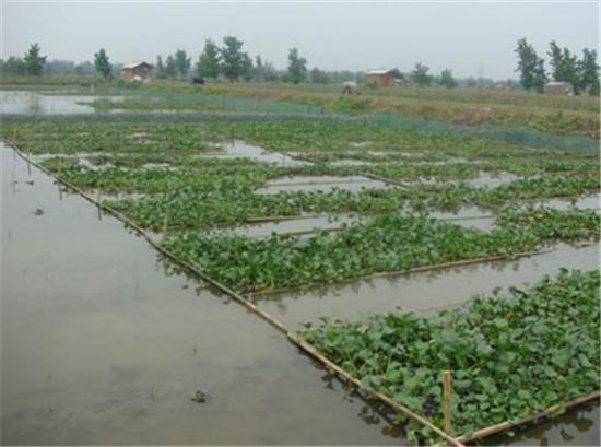 旱田莲藕泥鳅黄鳝套养技术视频,黄鳝泥鳅套养视频