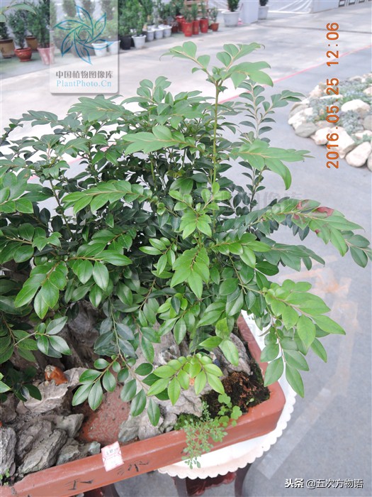 市面上的小叶紫檀盆景叫什么,花市卖的小叶紫檀是什么
