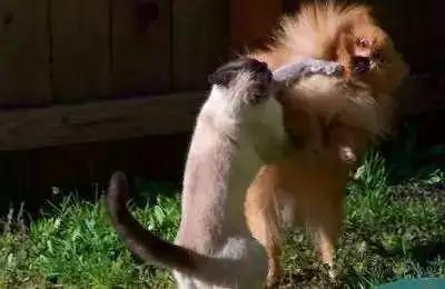 被猫抓出血了要不要打狂犬,被家猫抓伤出血要打狂犬疫苗吗