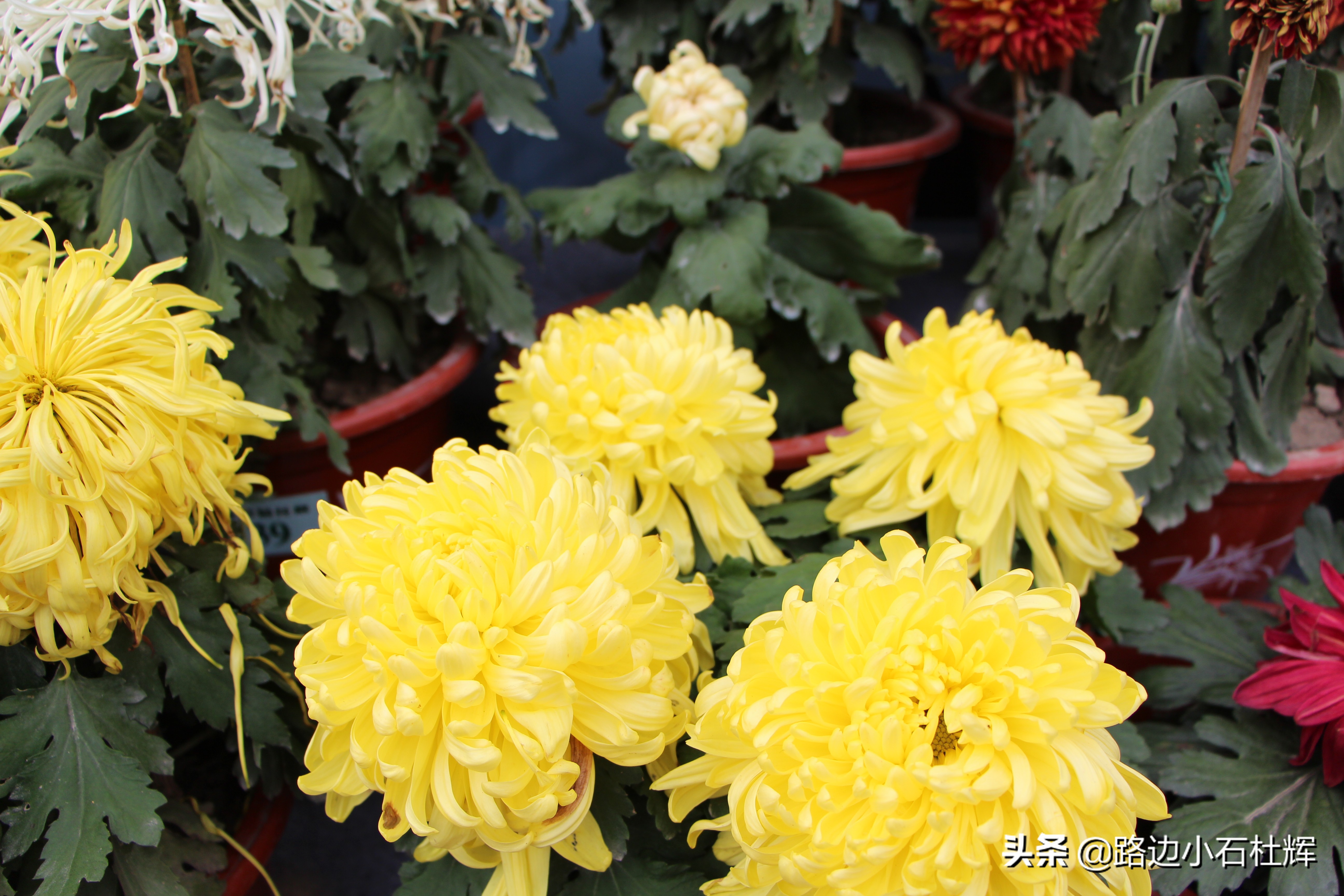 扬州瘦西湖之行,扬州瘦西湖游一圈