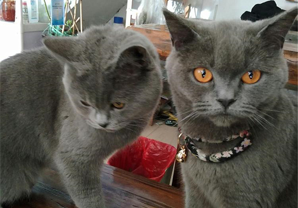 猫咪四岁可以继续养奶猫吗,猫咪多大可以离开母猫单独喂养