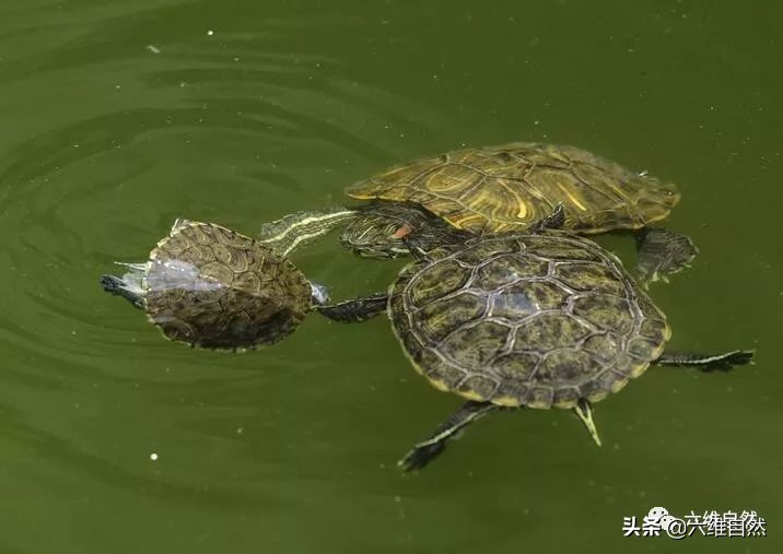 巴西龟太无情，成年龟组队联手咬死同类小龟，却不吞食不是为食物