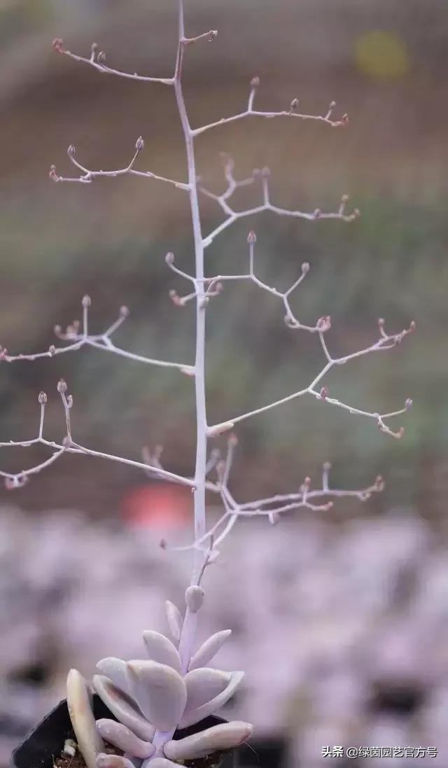多肉开花怎么办呢,多肉开花的原因和解决方法