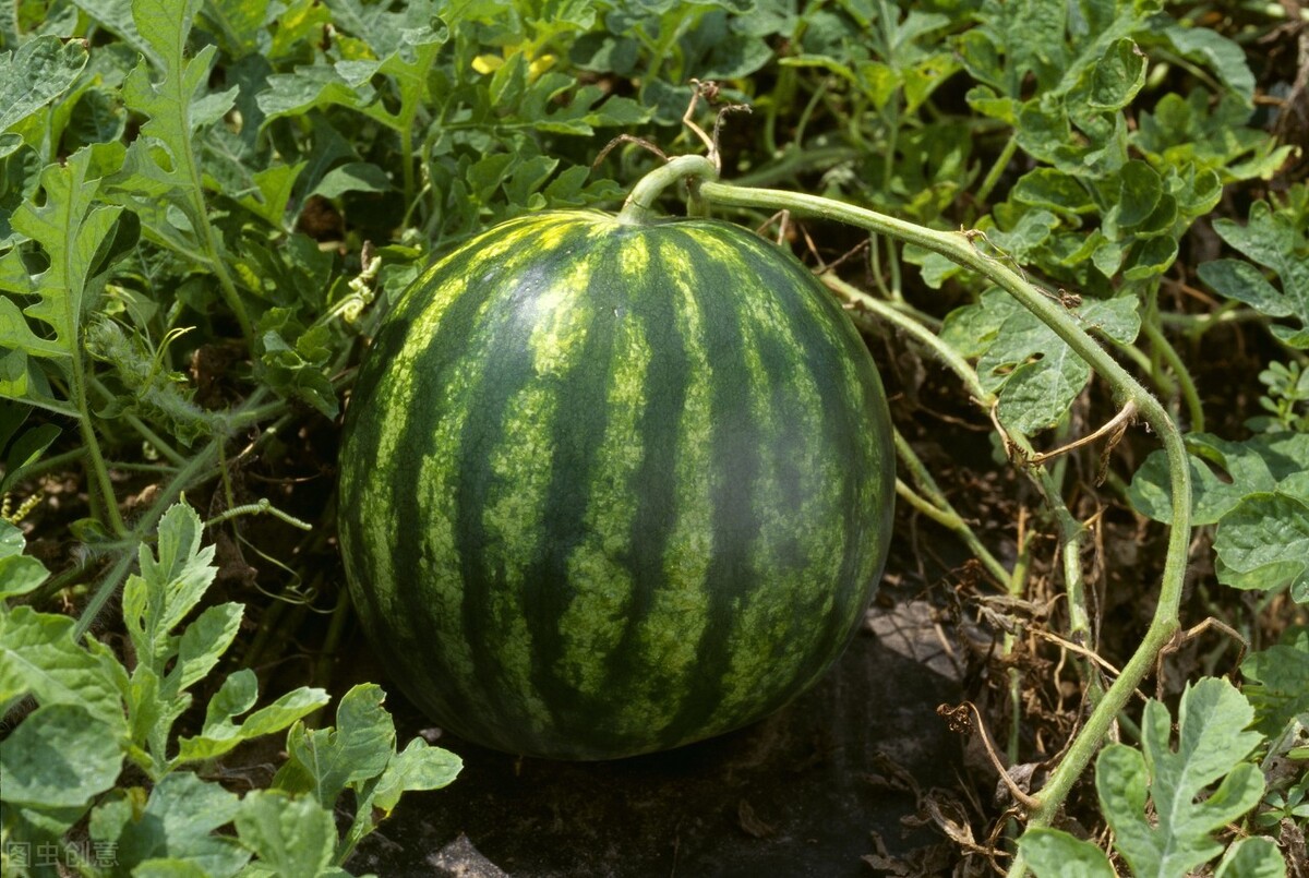 西瓜种植蔫苗怎么办？