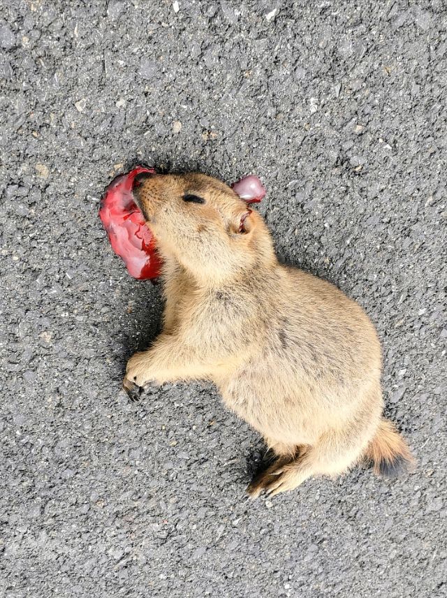 一条绝美草原之路,一条绝美的自驾公路