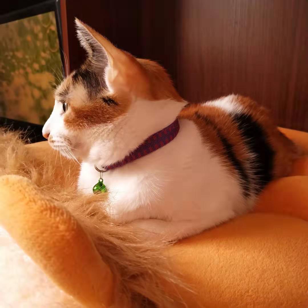 为啥猫脏,养猫怎么保持猫咪干净家庭干净