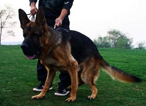 狗狗出现这些症状，主人就要注意了，它这是缺钙了