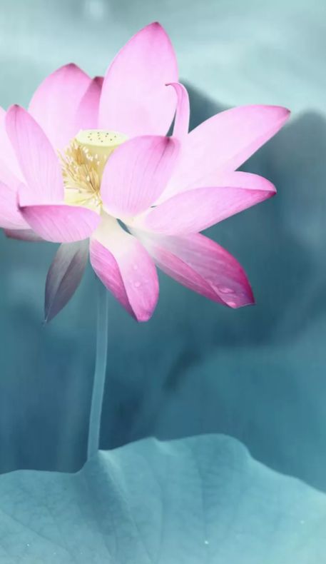 相逢在藕花深处的诗句,藕花深处等一场相逢