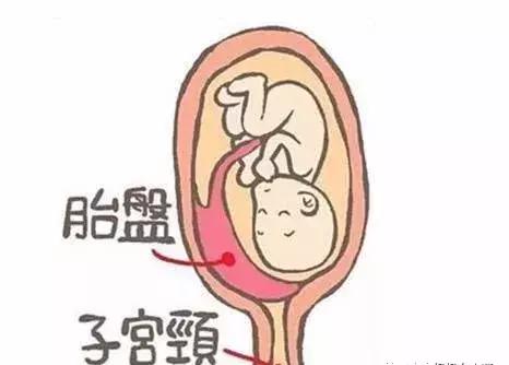 浜轰綋鑳庣洏鏈夌瀵嗗悧,鎻浜轰綋鑳庣洏