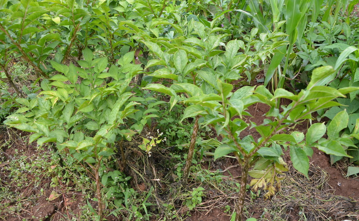 魔芋种植经济价值高吗,魔芋的种植条件和方法