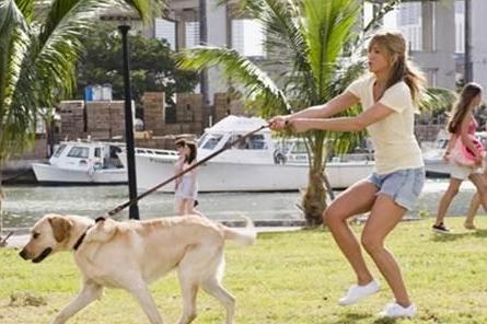 不遛狗有什么后果,不遛狗的7大后果