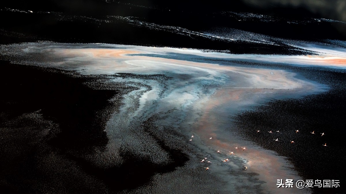 观鸟大年,观鸟大年免费