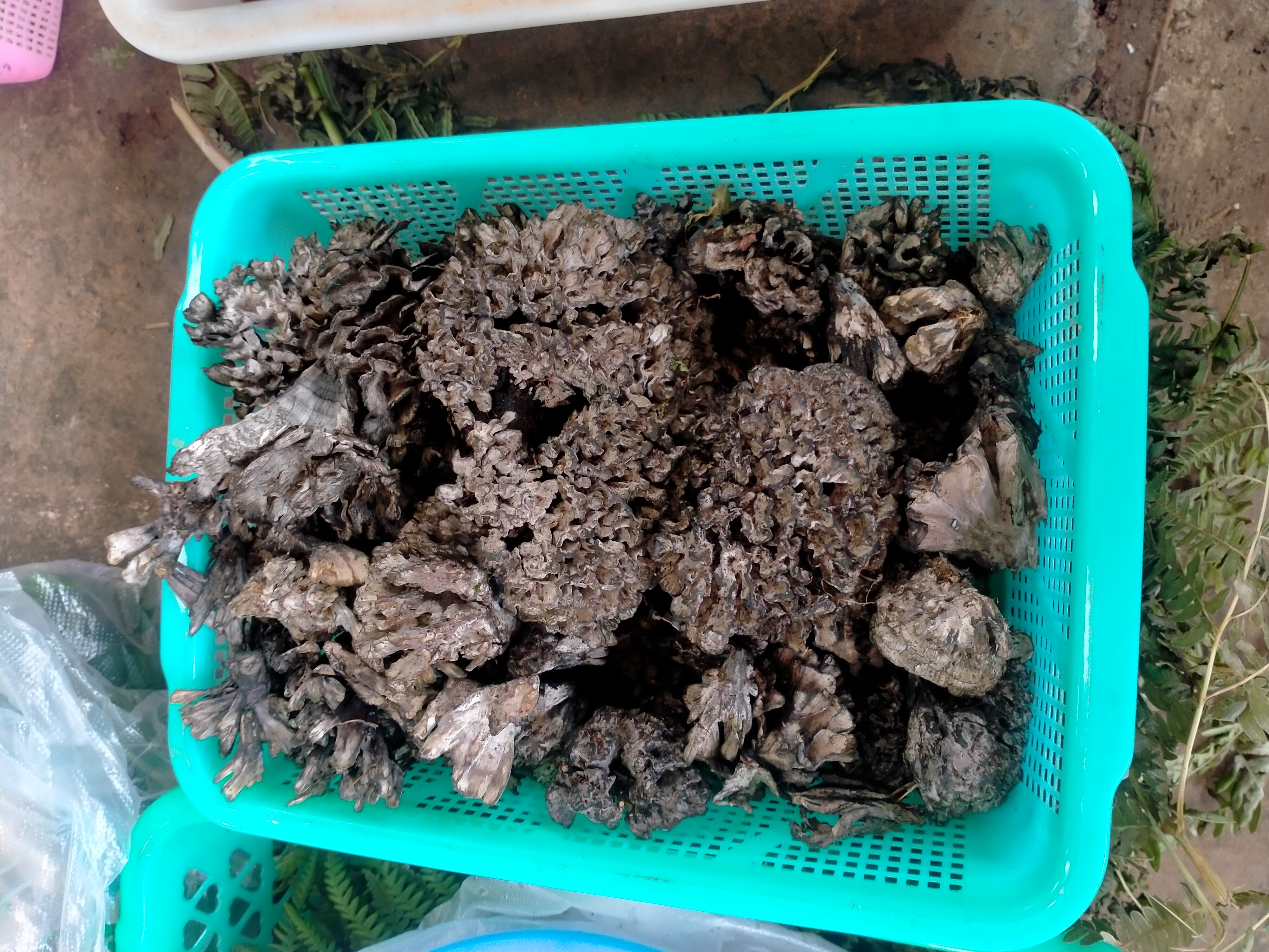 昆明木水花野生菌今天的行情视频 (云南昆明木水花野菌市场)