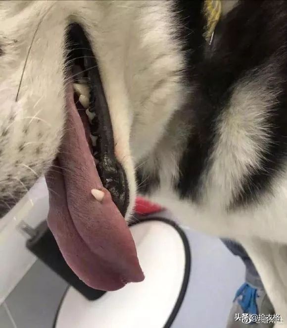 “女友网购了一件紧身裙子，这也太紧了吧！谁能顶得住啊…”