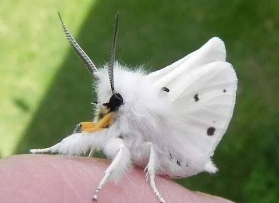 为什么蛾子看着这么恶心,常见的扑棱蛾子