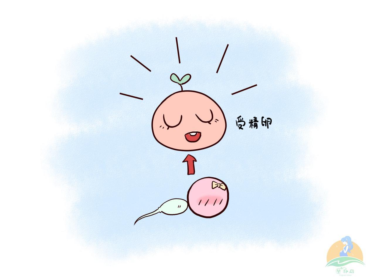 精子和卵子排出后会相遇吗,卵子排出后24小时会与精子结合吗