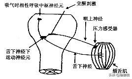 舌头怎么锻炼才有效果,怎么锻炼舌头的力量让吐字更清晰