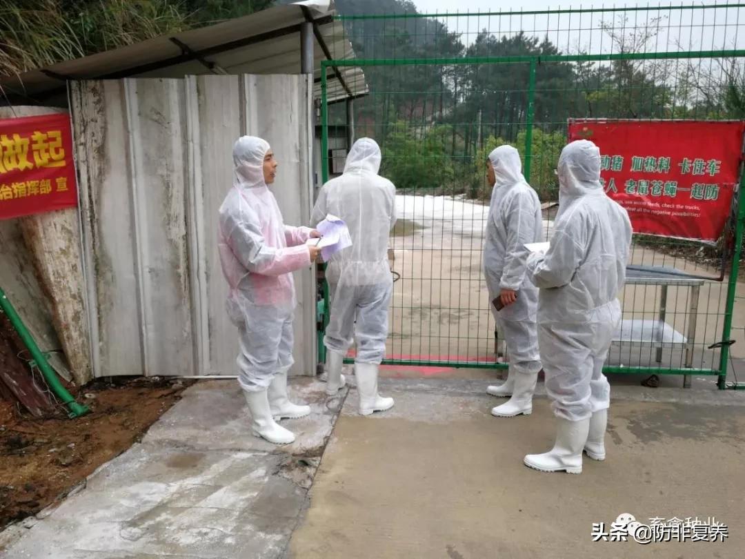 非瘟预防消毒,非瘟防控刻不容缓