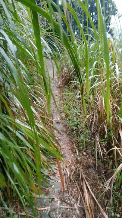 香榧古道,香榧古道徒步路线哪条景色美