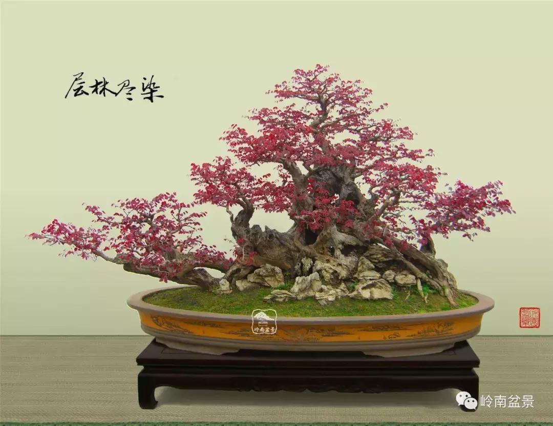 檵木小老桩盆景,檵木盆景图片大全