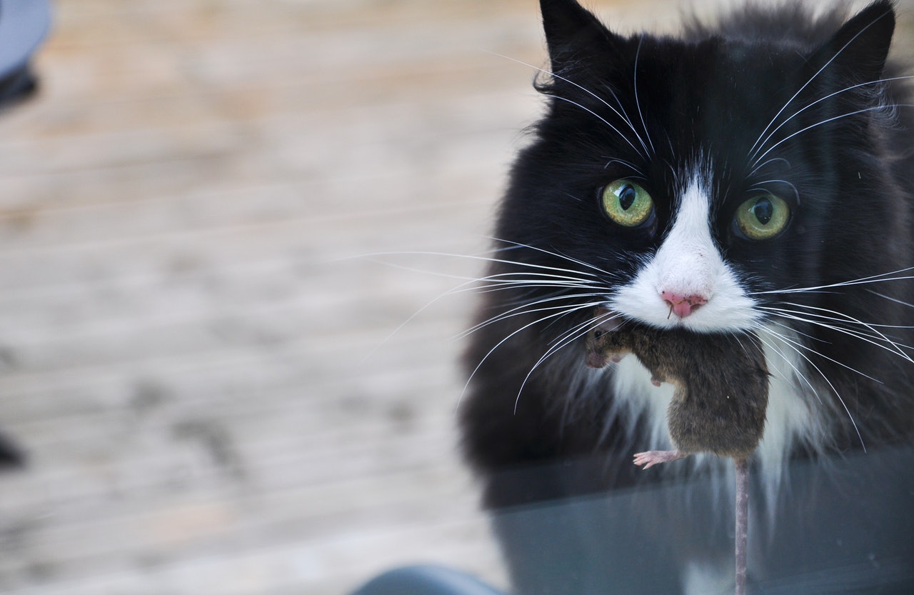 猫咪尿液很臭是怎么回事,猫咪的尿最近变得很臭