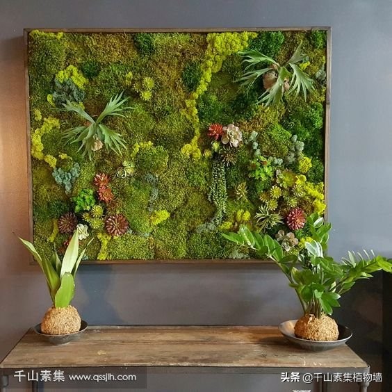 植物墙一般用什么植物,植物墙制作注意事项