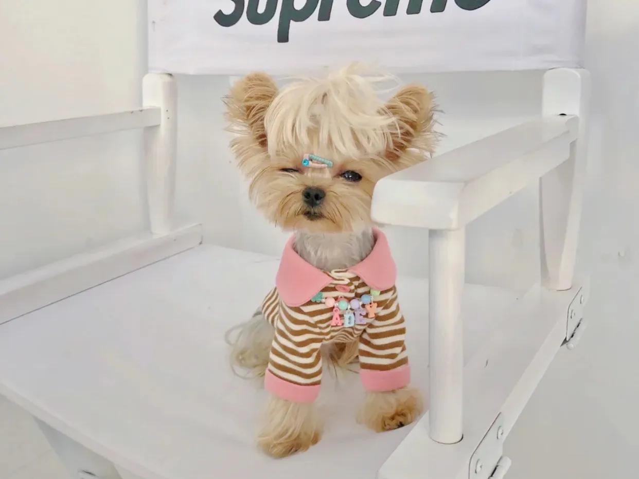 约克夏猫,约克夏和猫