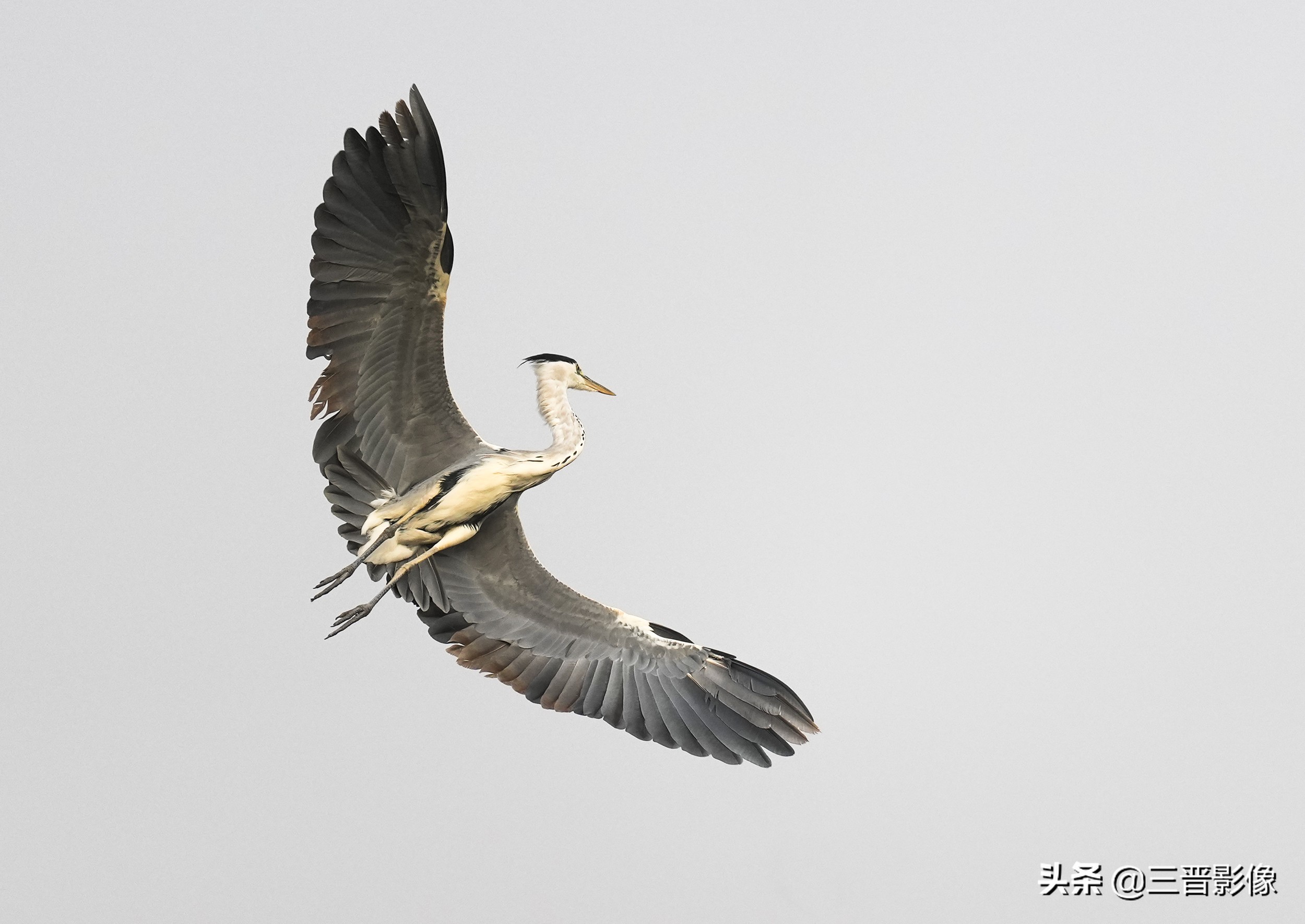 索尼相机a1是否值得入手,索尼a1相机拍鸟怎么样