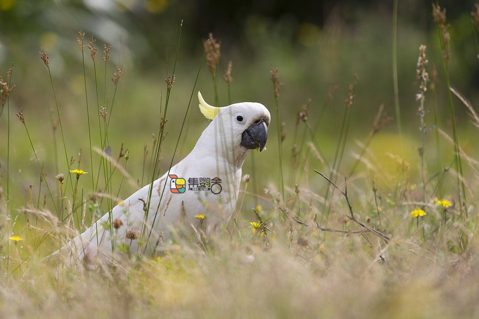 鹦鹉消化不良是积食吗,鹦鹉消化不良会拉血吗