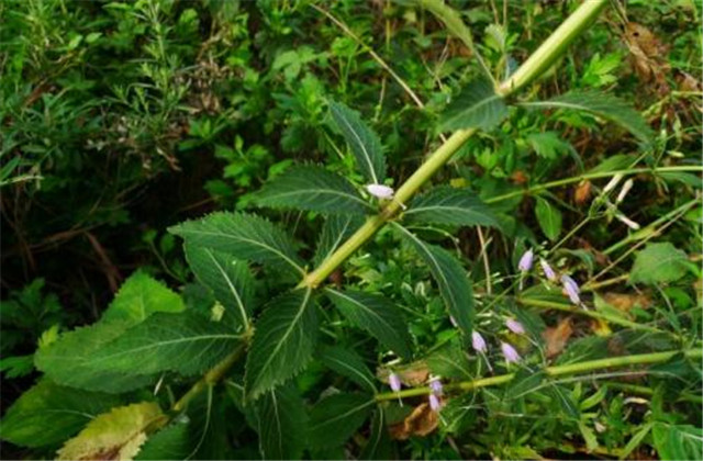 轮叶沙参日晒法,轮叶沙参成分配方第一名