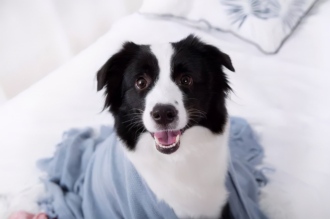 养一个边牧一年大概需要多少费用,养边牧一年费用多少钱